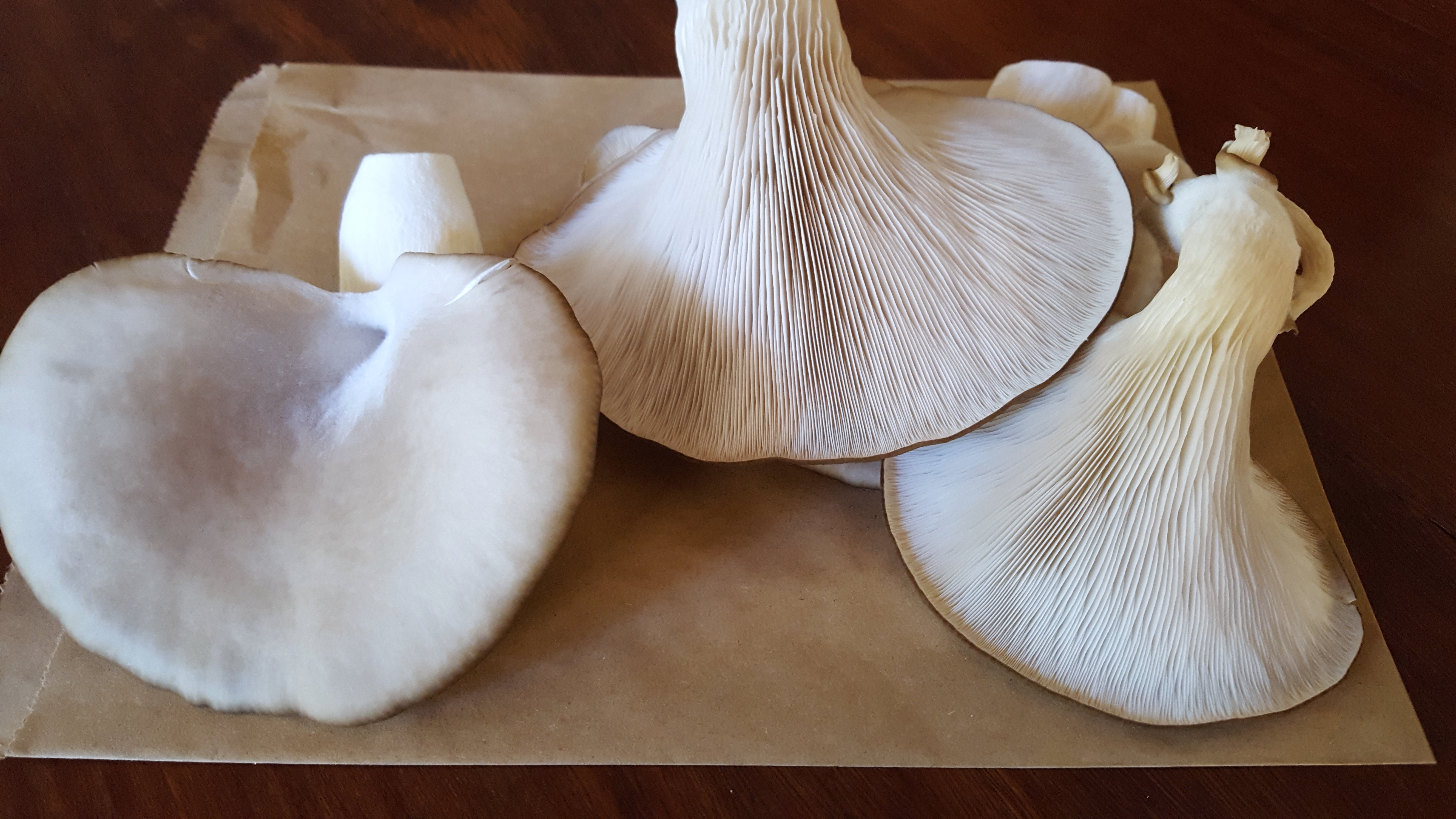 Day 12 Life Cykel Home Grown Mushroom Box Side 1