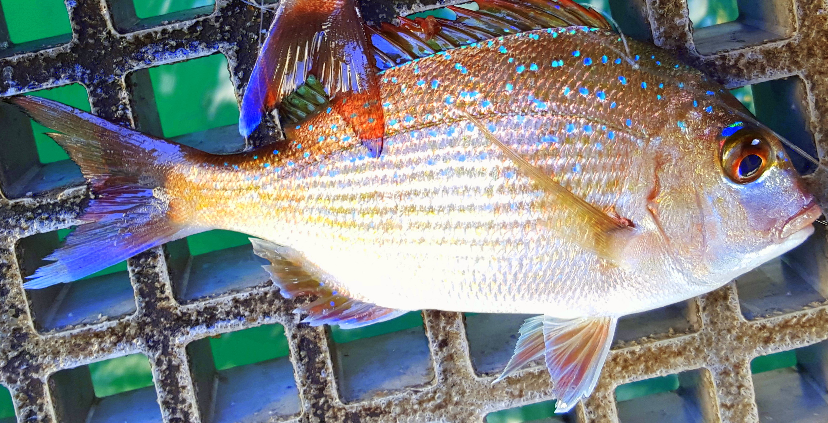 Fishing – Australia Is Amazing