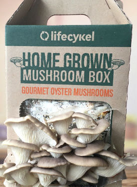 Day 6 Life Cykel Home Grown Mushroom Box