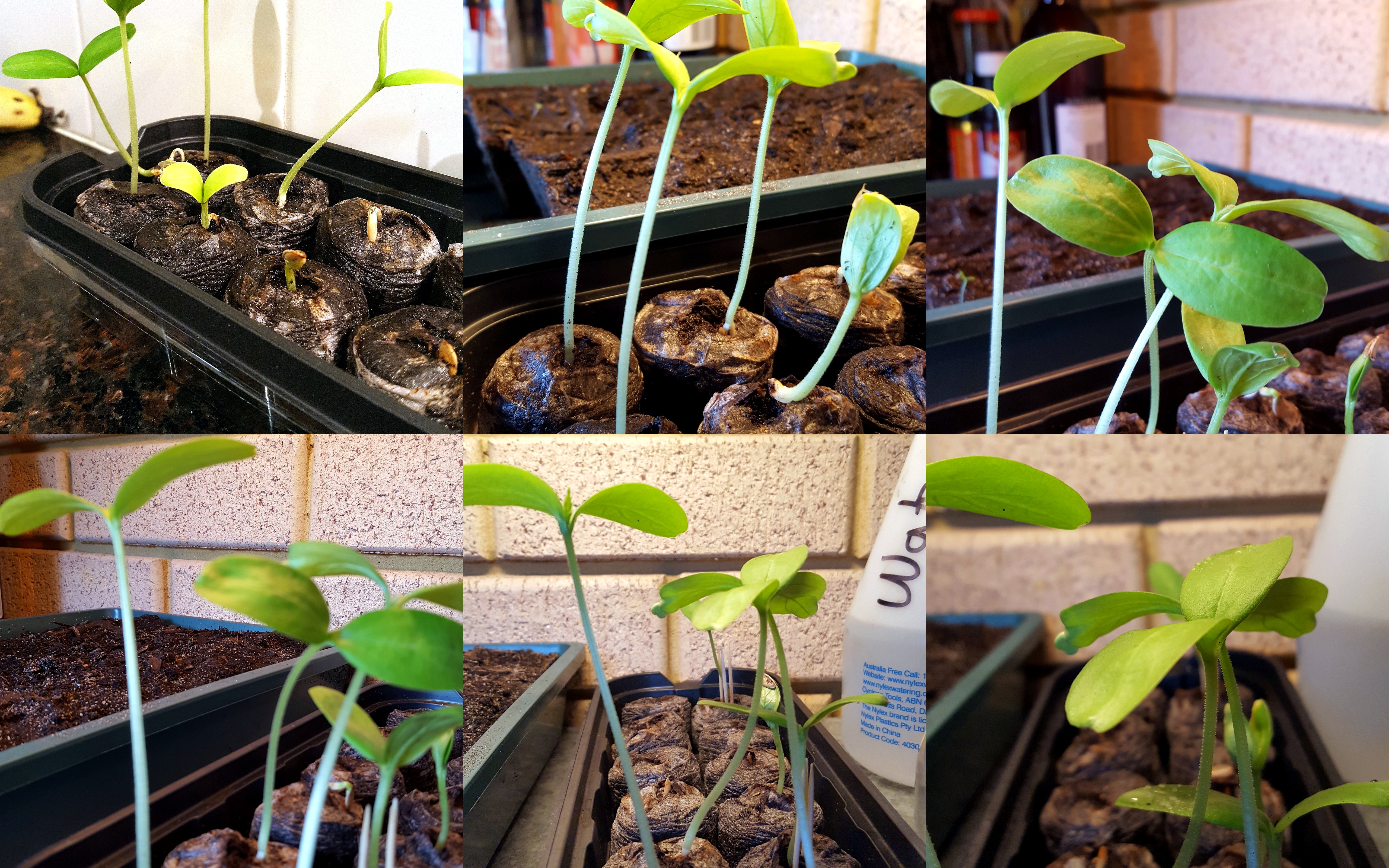 PK Reviews: Mr Fothergill’s Cucumber Windowsill Greenhouse Kit – Daily Updates