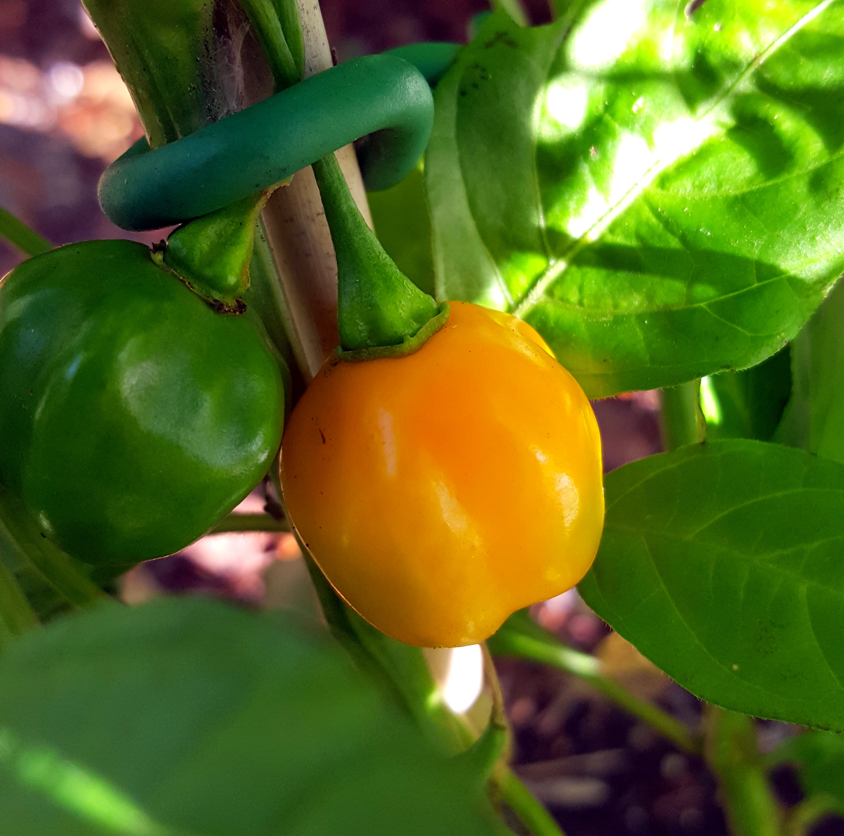 Chili Pepper: Habanero Orange