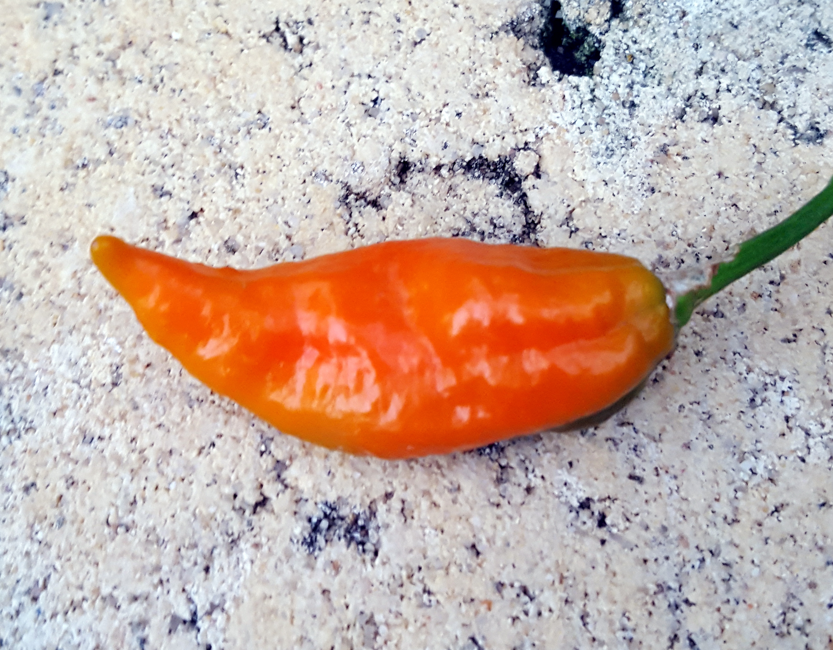 Chili Pepper: Bhut Jolokia