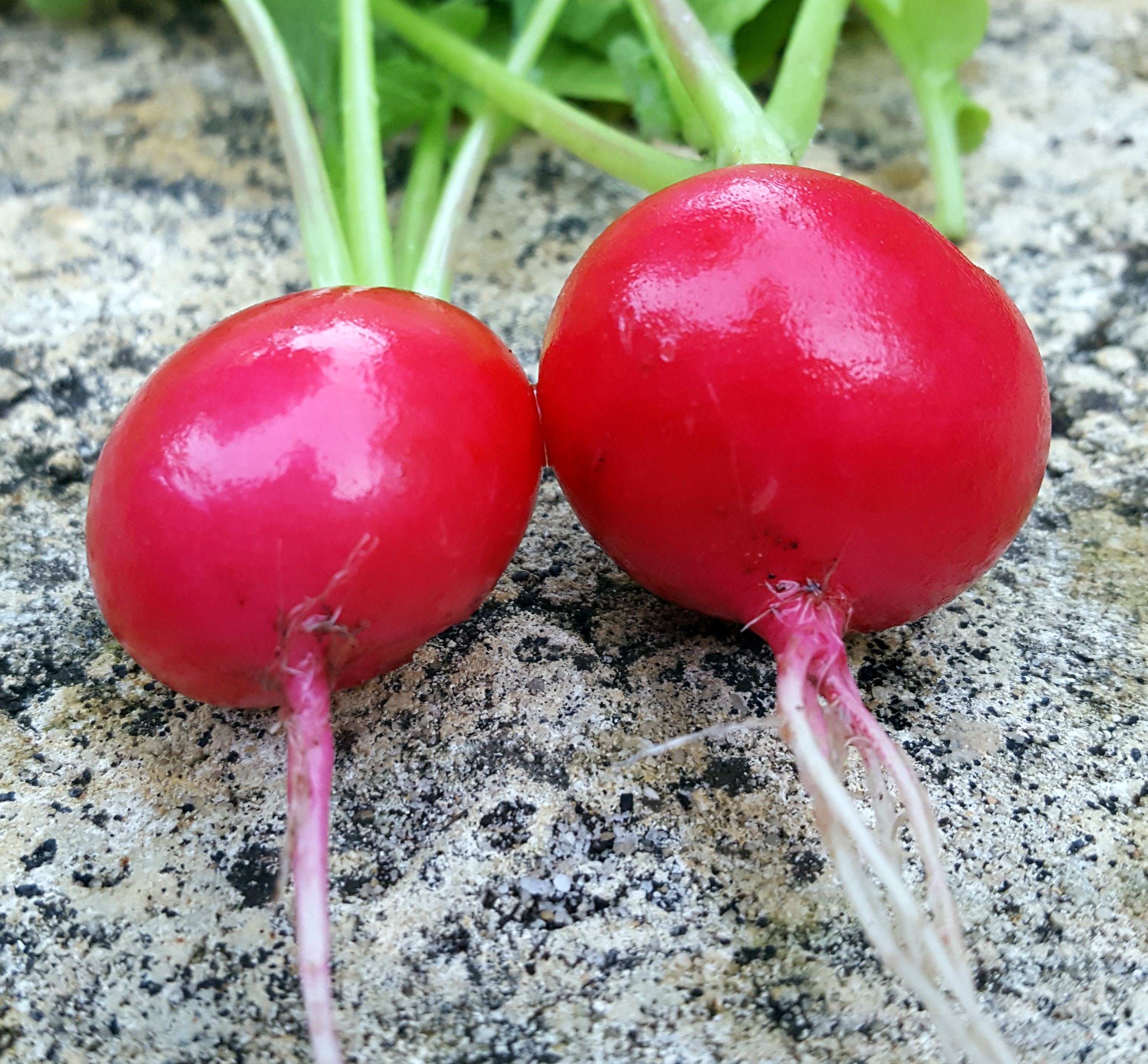 Radishes: Grow And Eat