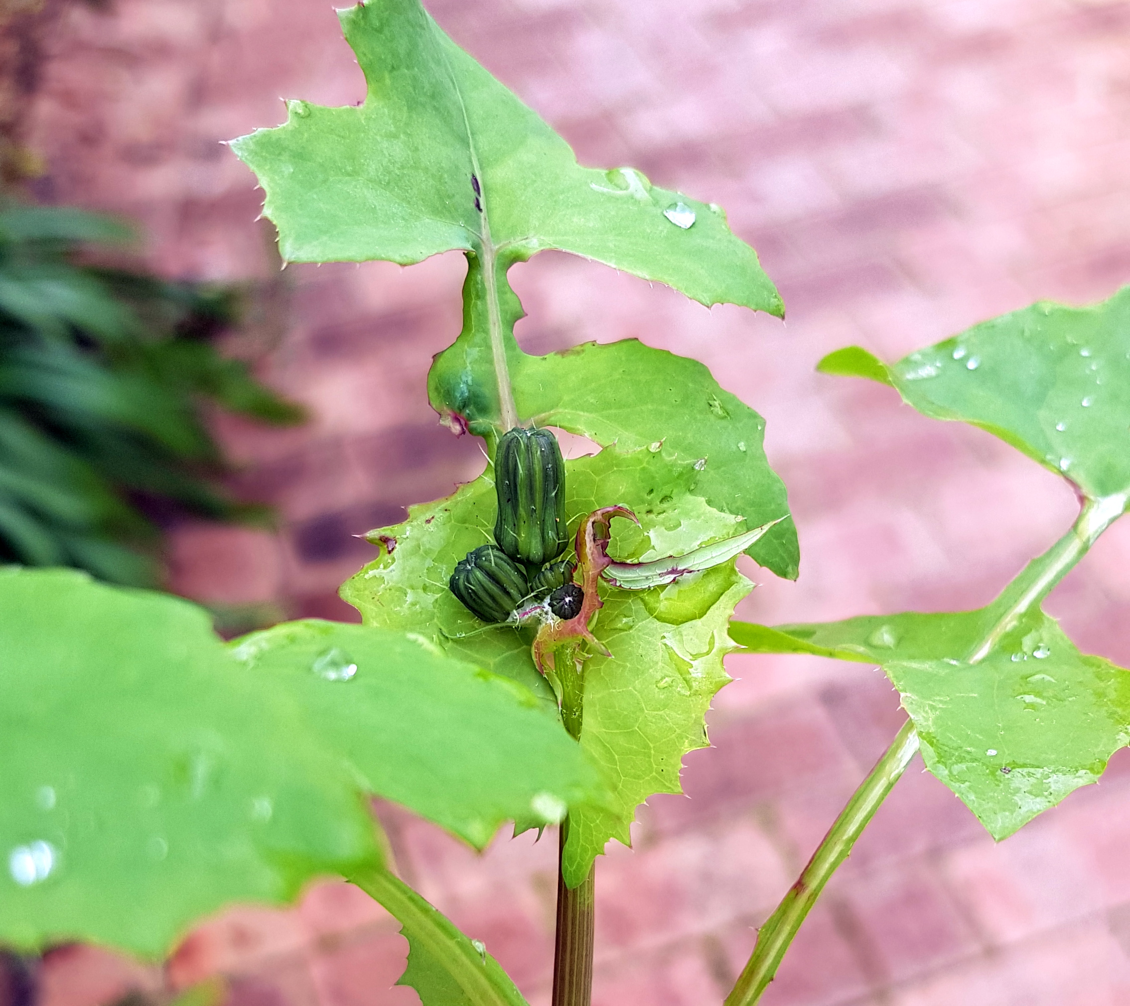 Can I Compost Weeds?