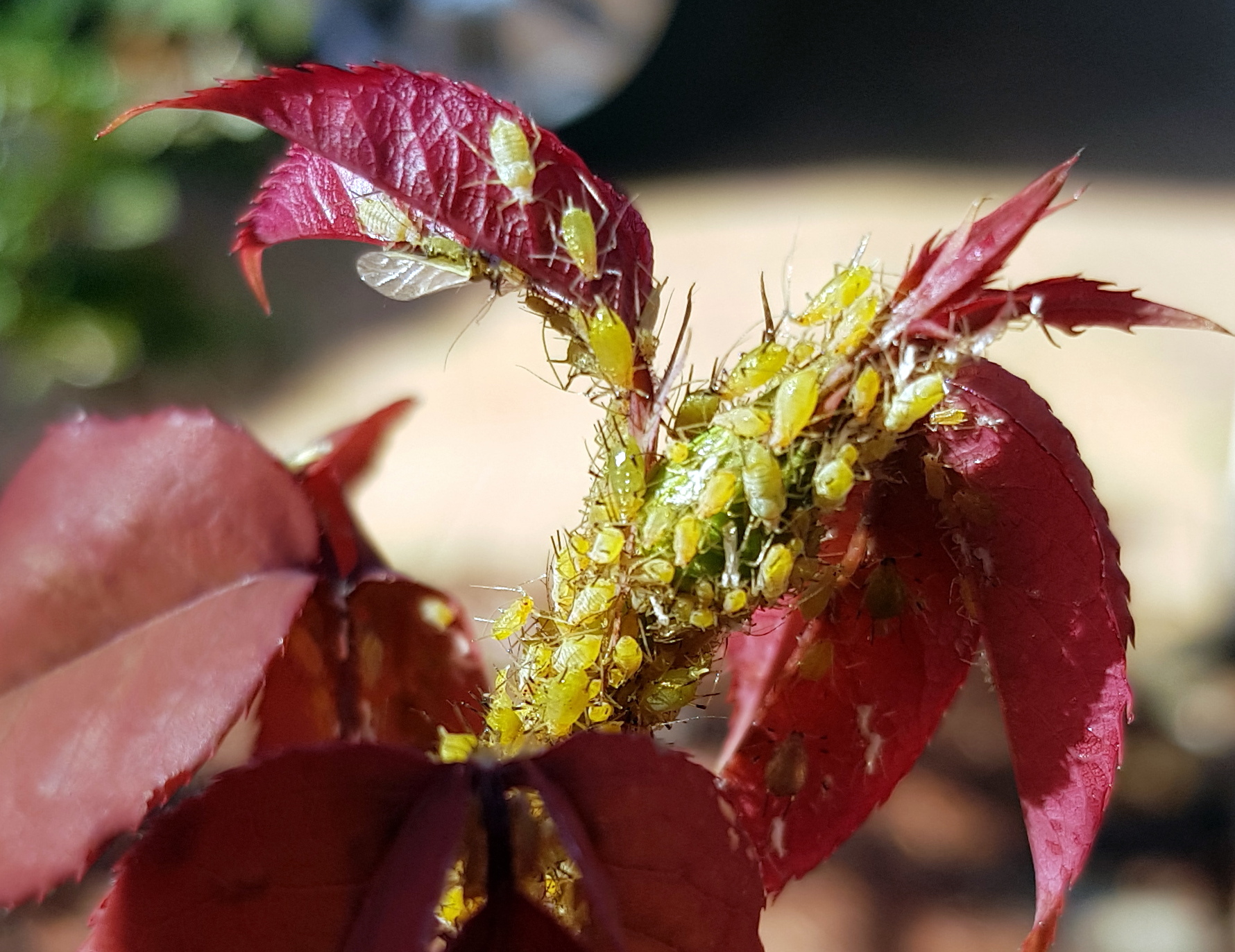 BadCritters: Aphids