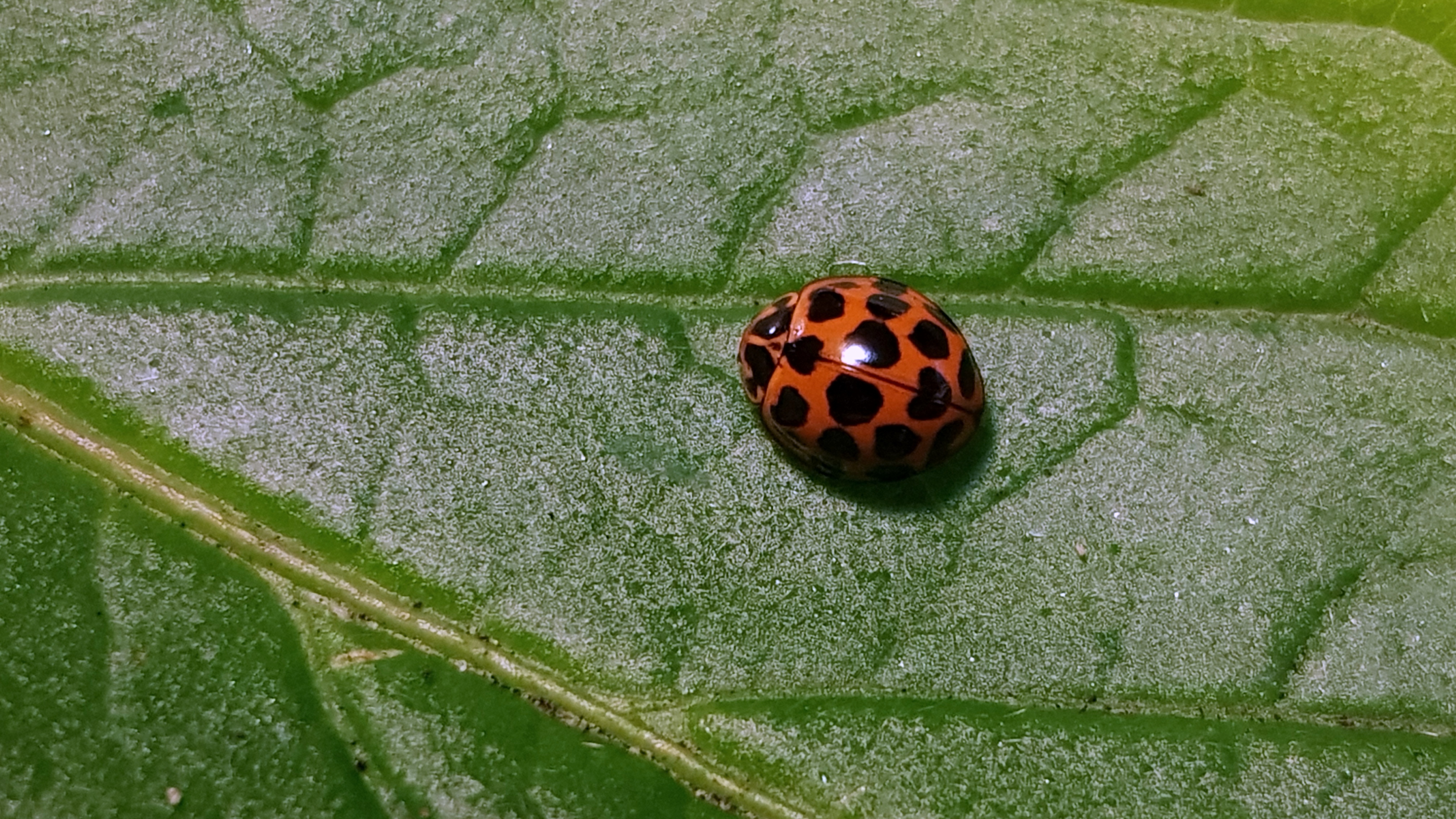 GoodCritters: Ladybirds