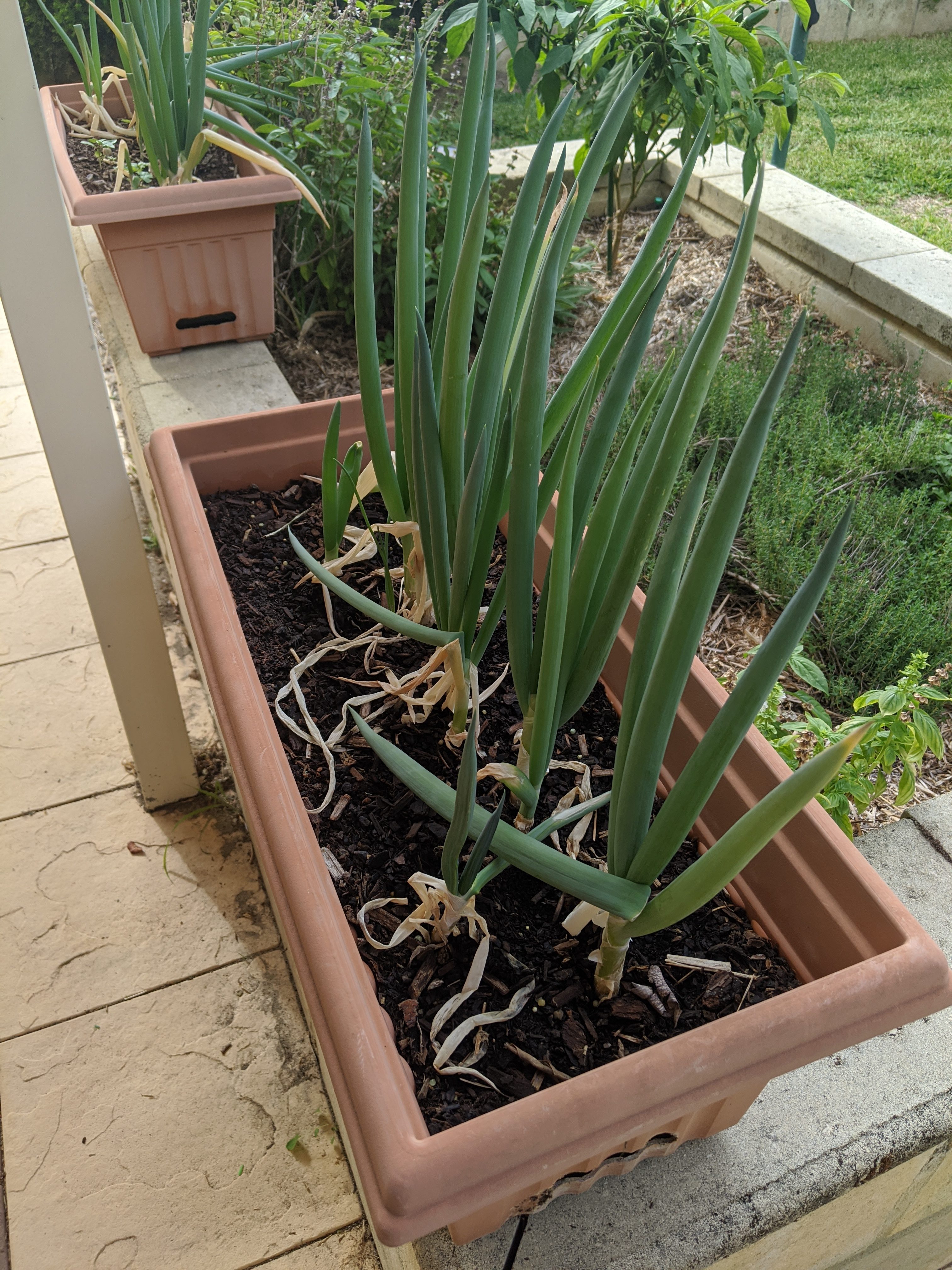 Bish Grows Spring Onions The Thrifty Way