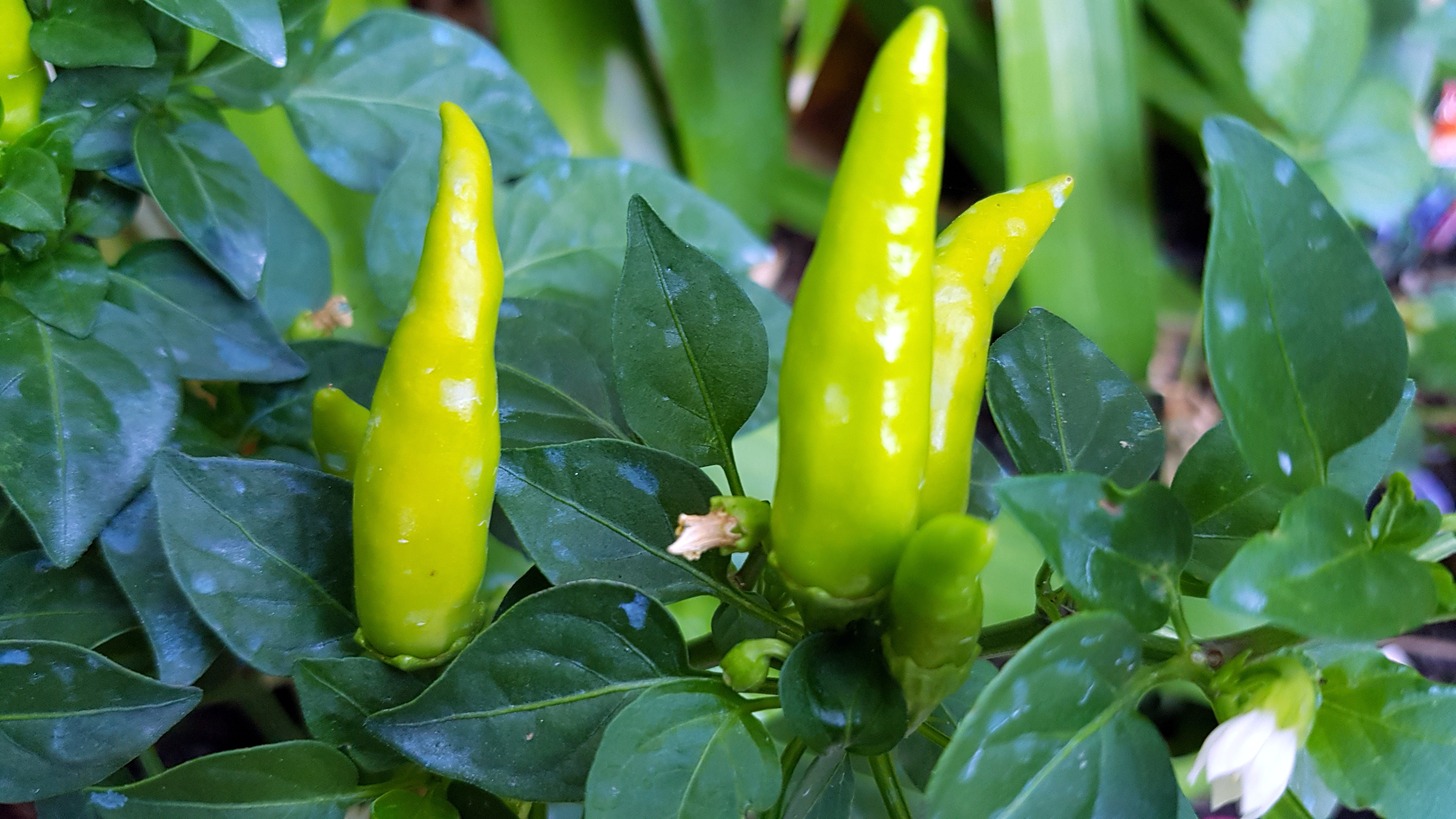 Chili Pepper: Hoa Lat