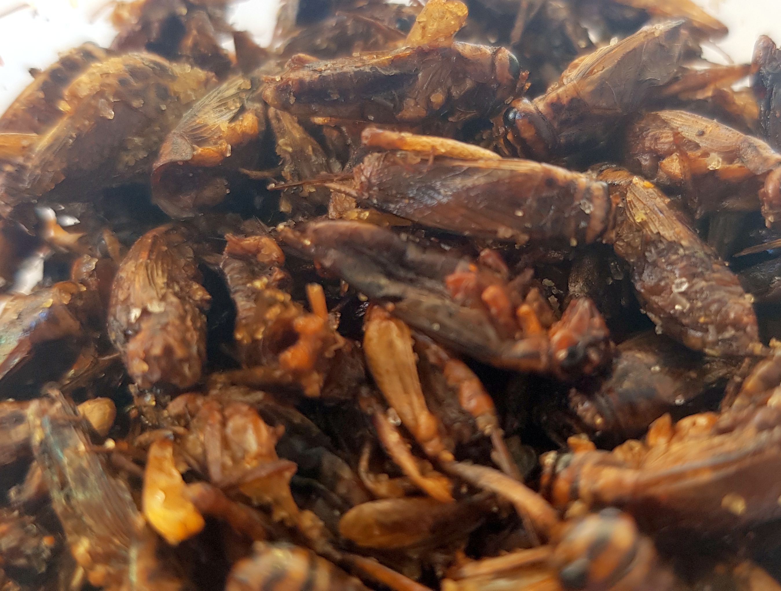 Whole Roasted Crickets