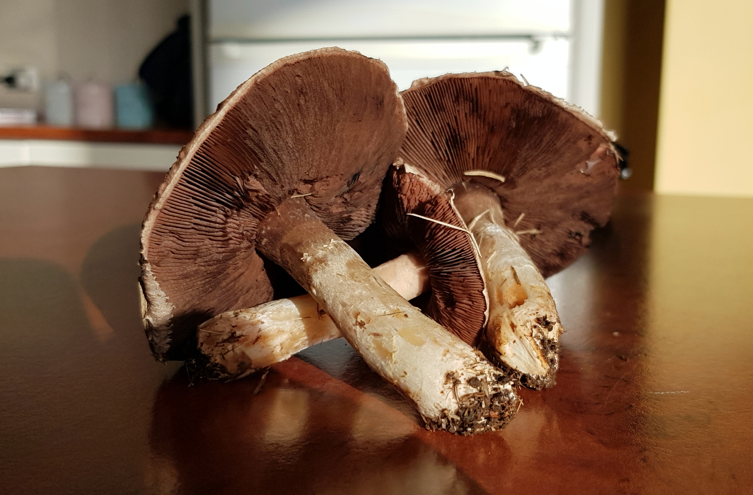 GICICI Random Photos 15 June 2018