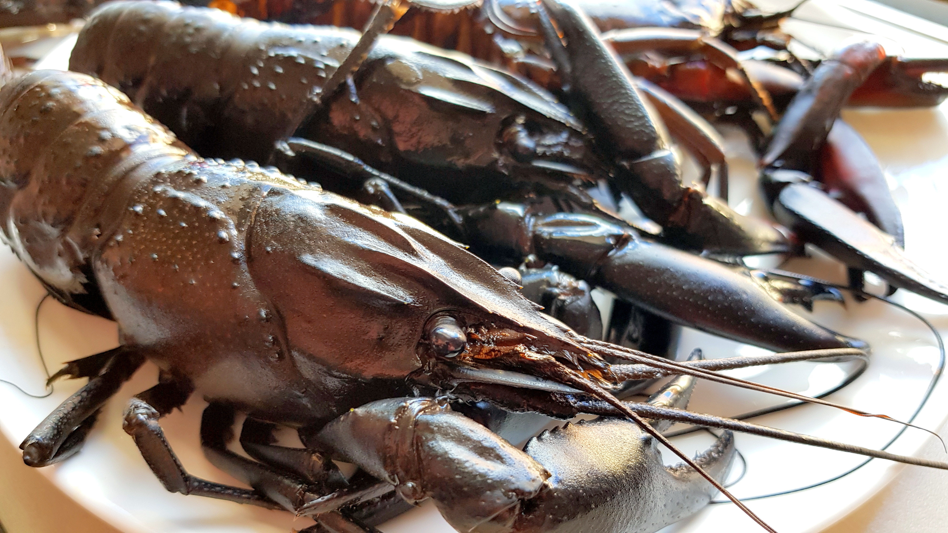 How To Catch Marron: Craigo From GICICI Shows You How