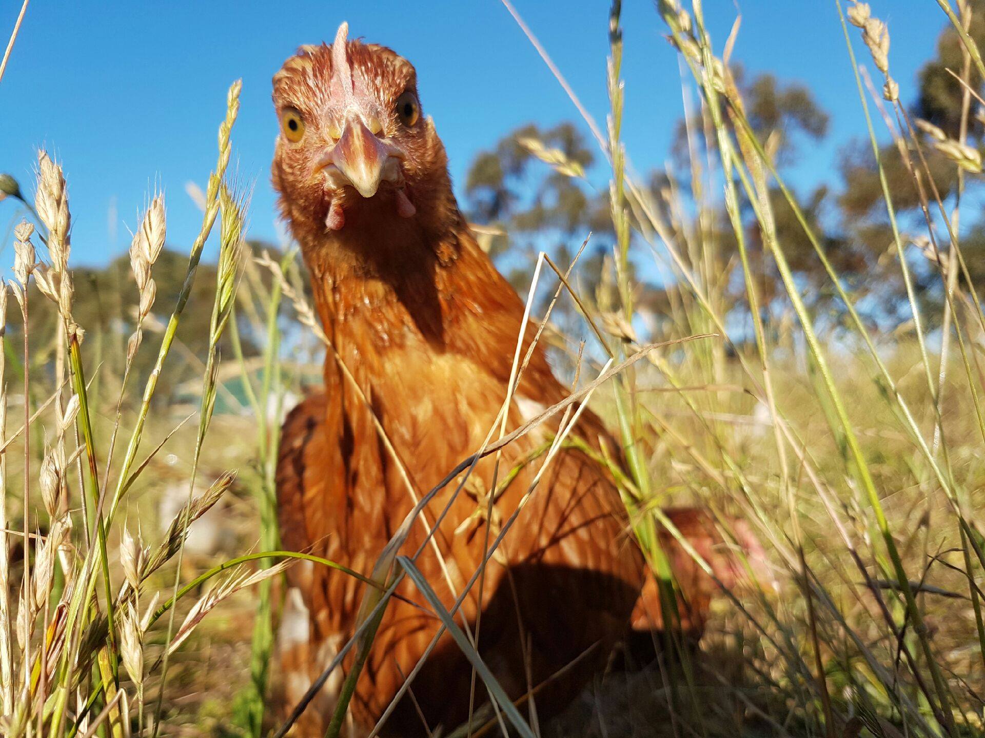 MeatMatters: Australian Chicken