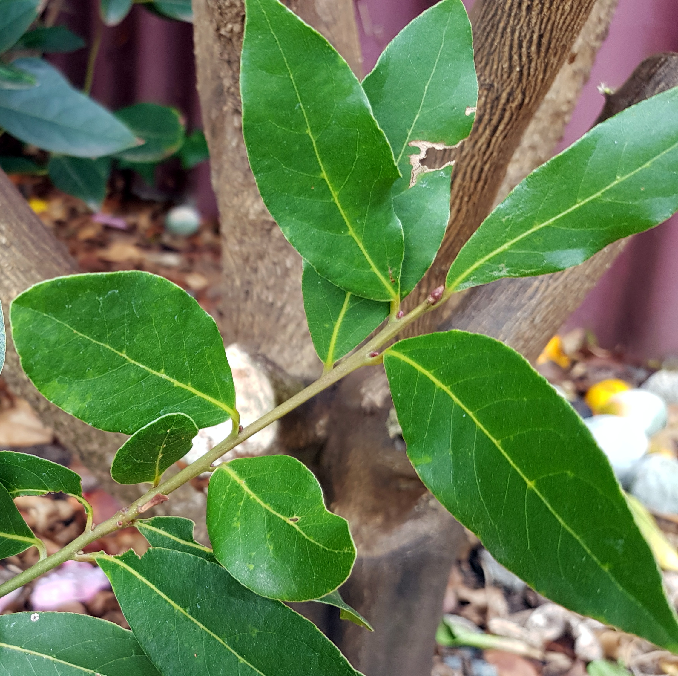 e. May: Perth Gardening