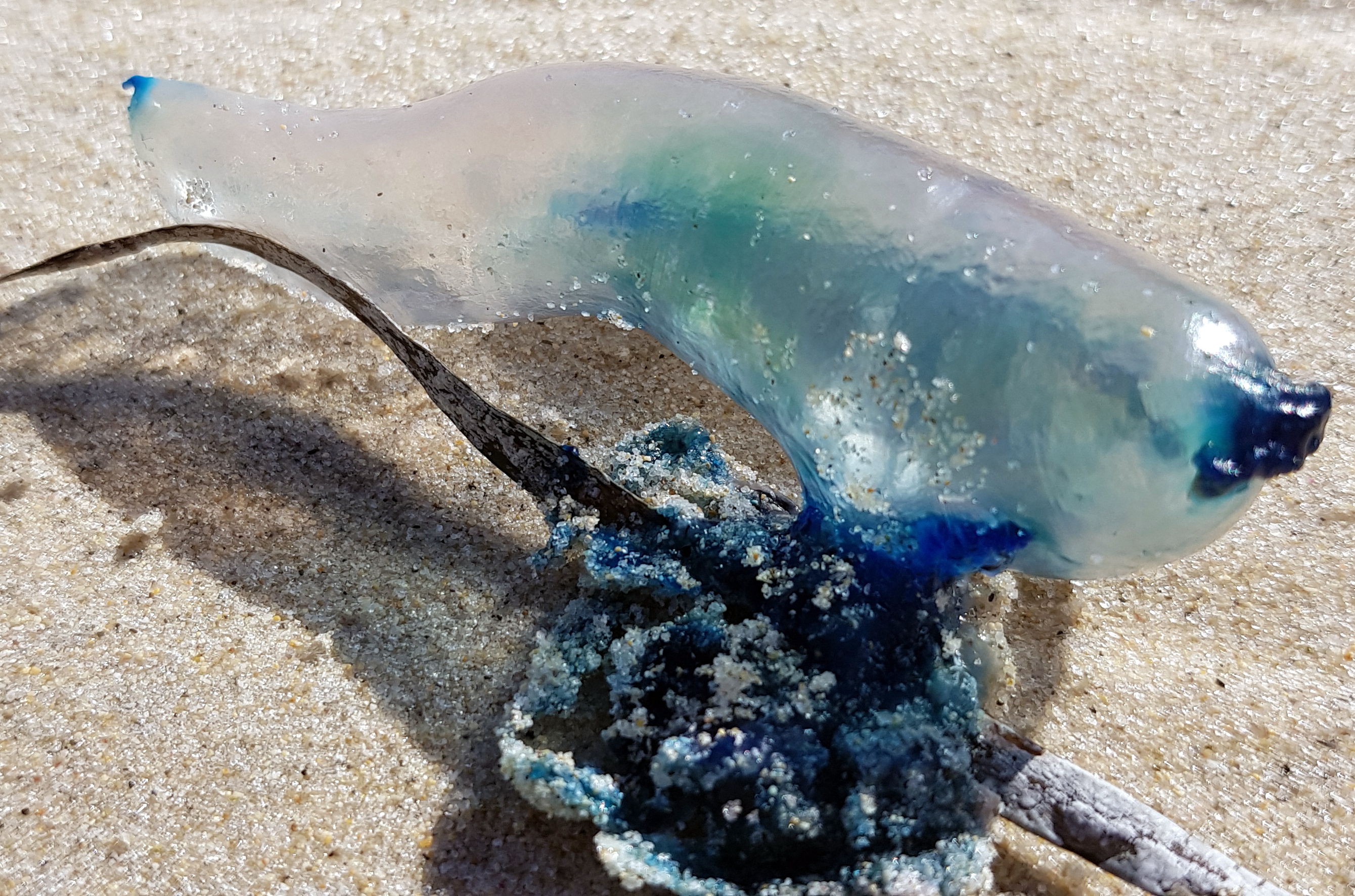 GICICI Foto Friday 18 August 2018