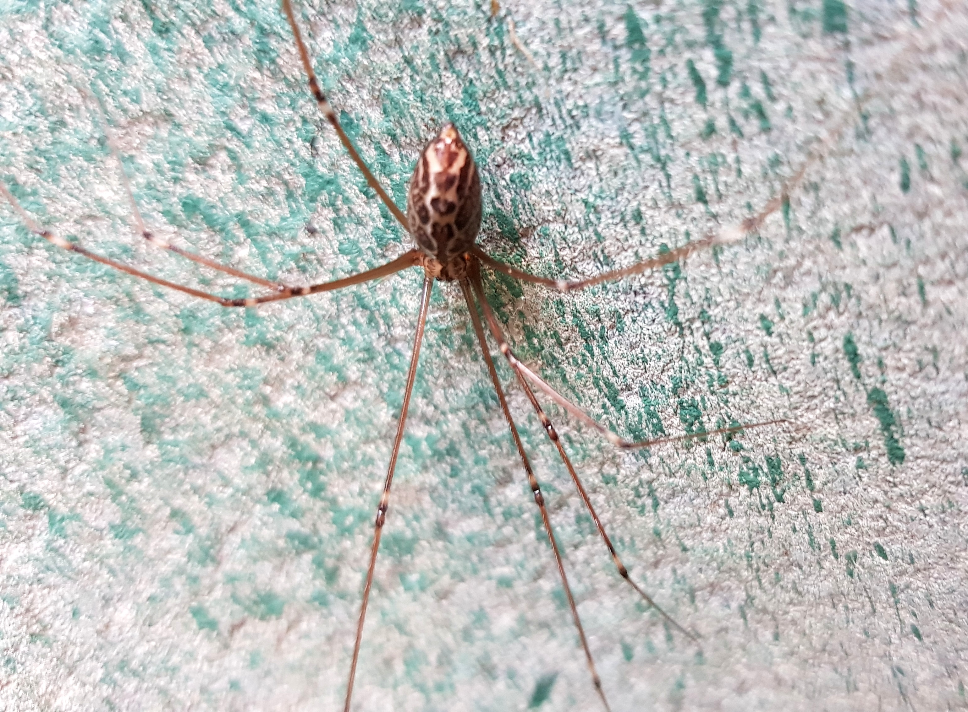 GoodCritters: Daddy Long Legs Spider