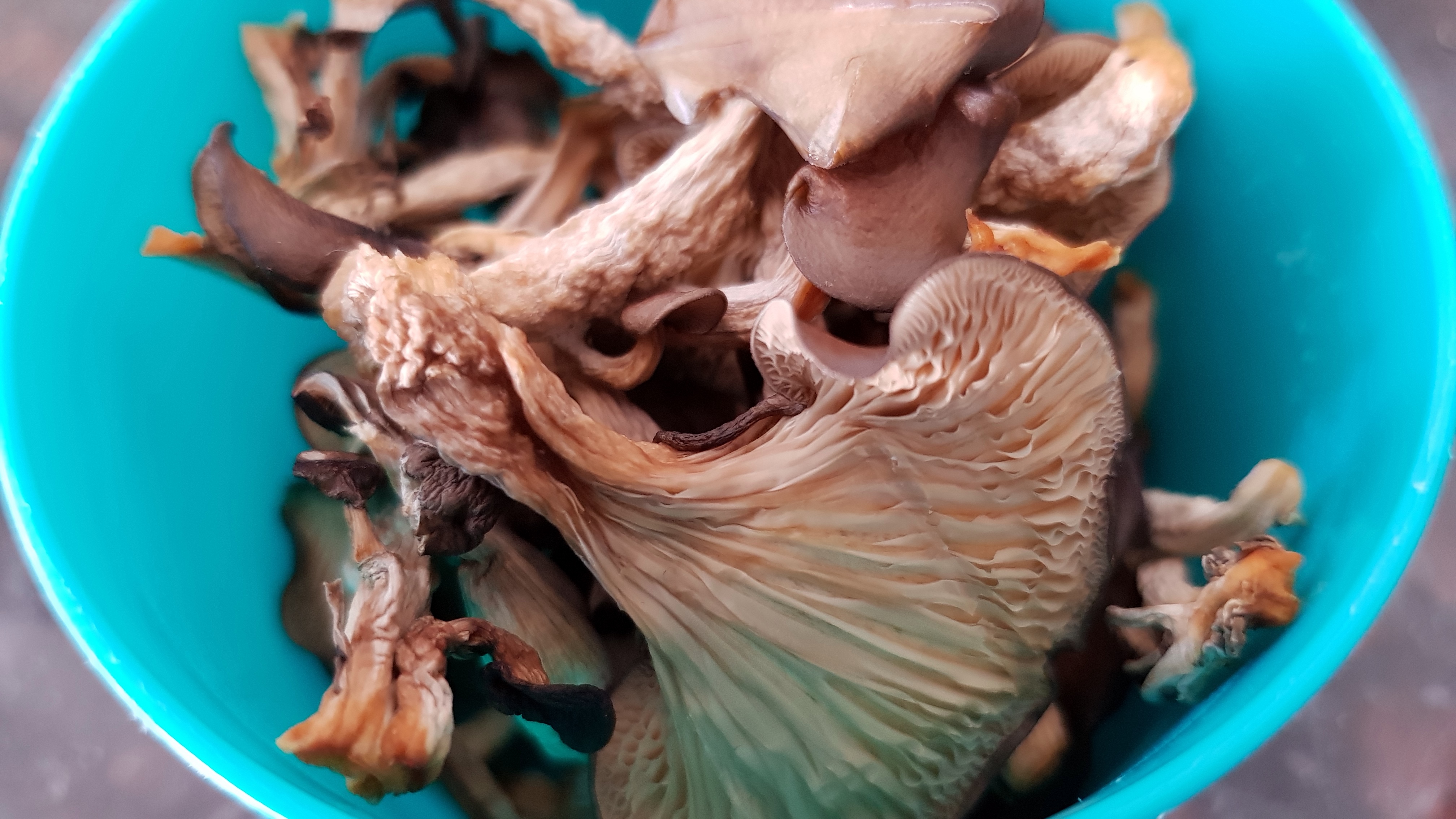 How To Dry Oyster Mushrooms