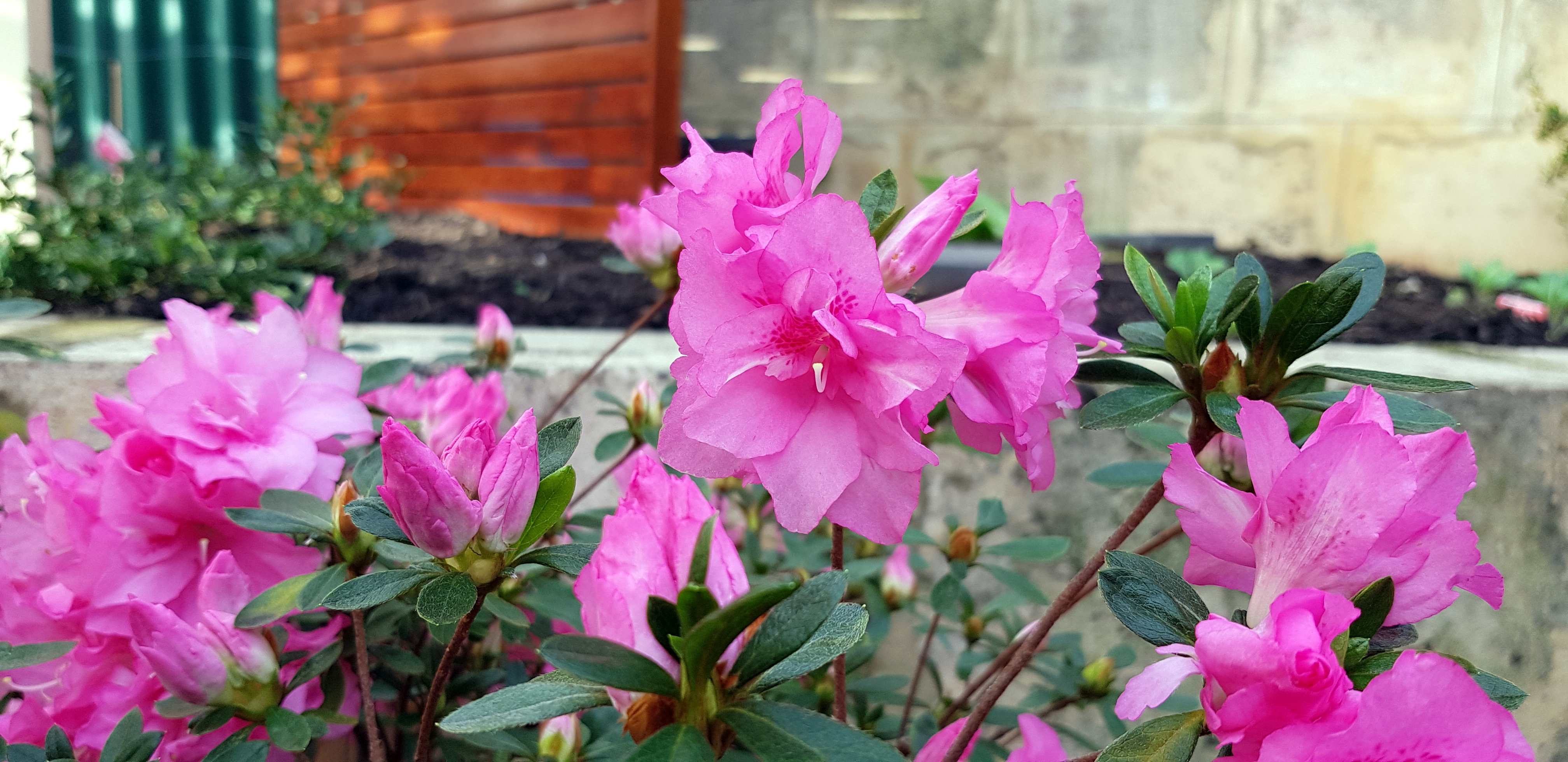 GICICI Foto Friday 03 August 2018