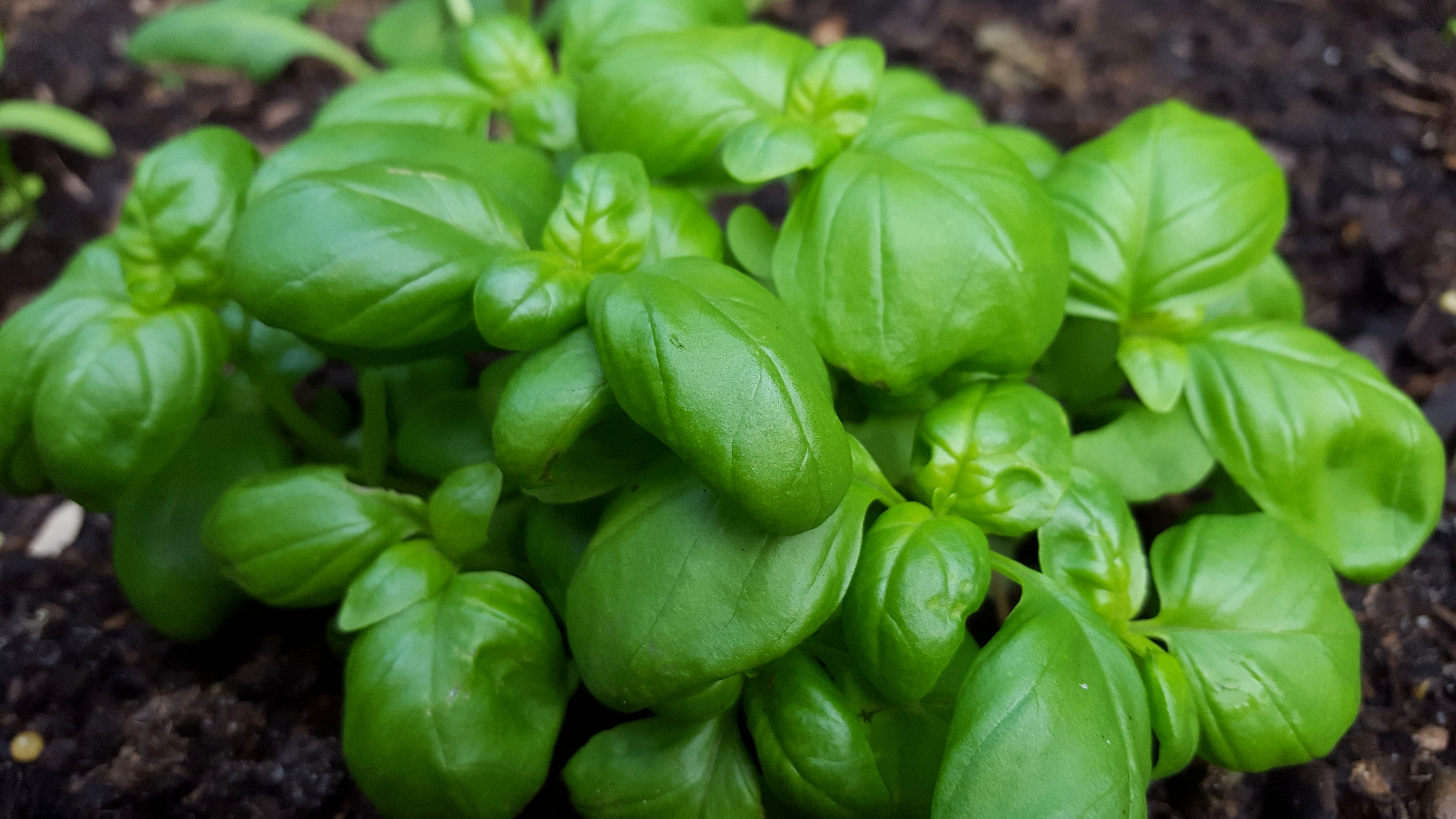 Basil And How To Store It