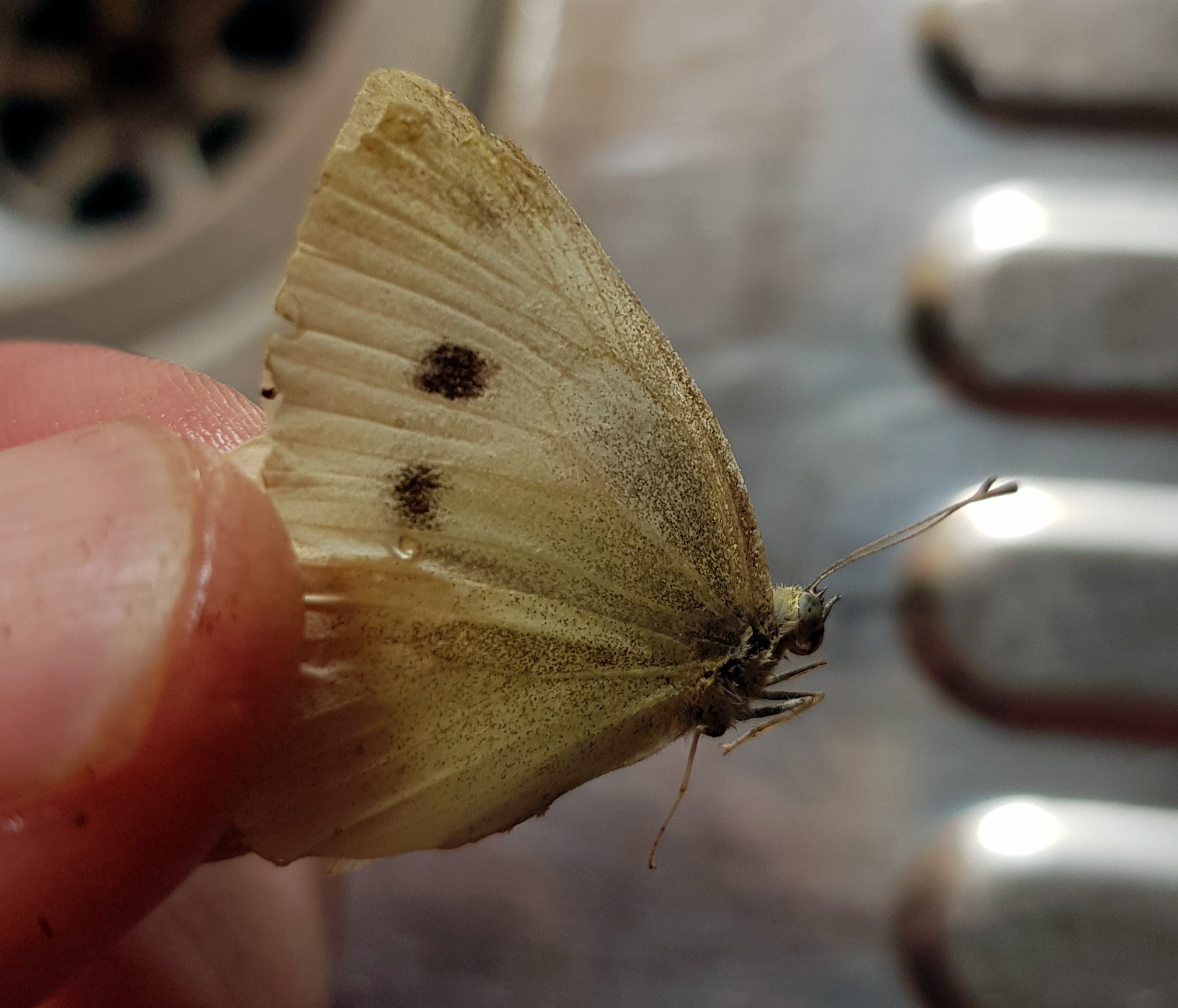 BadCritter: White Cabbage Butterfly